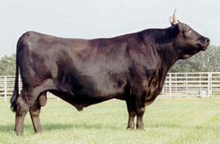 Wagyu Cattle